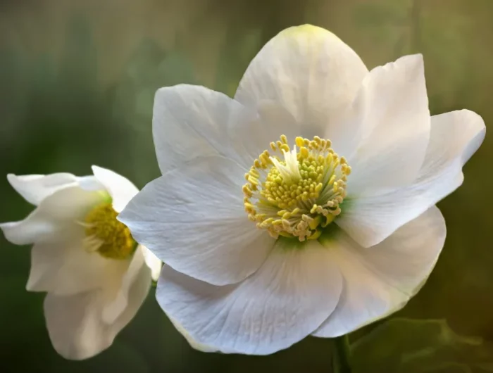fleur blanche rose de noel petales blanches forme