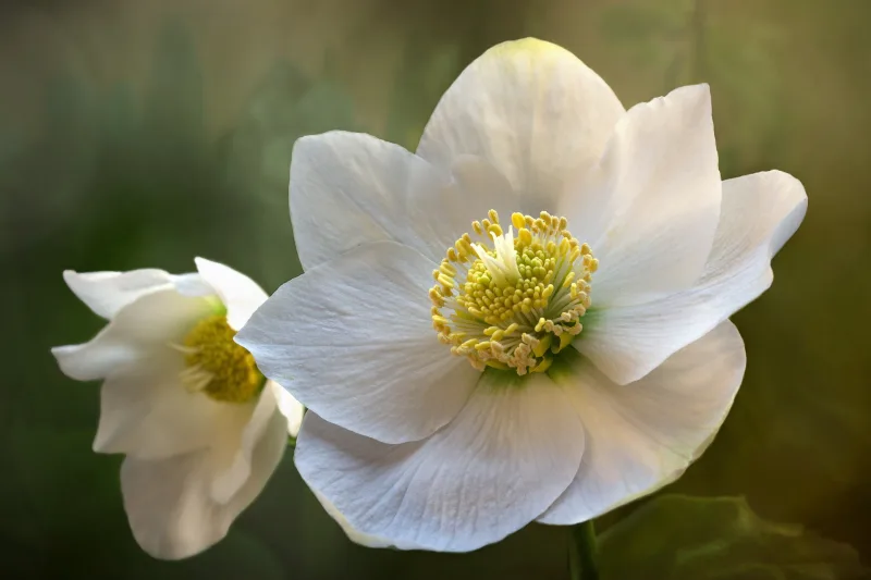 fleur blanche rose de noel petales blanches forme