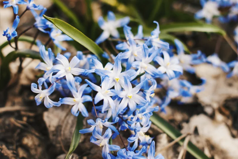 fleur forme etoile petales bleu et blanc jardin hiver