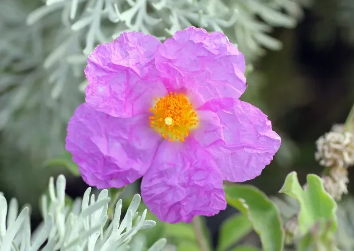 fleur petal violet petit arbuste feuillage vert clair