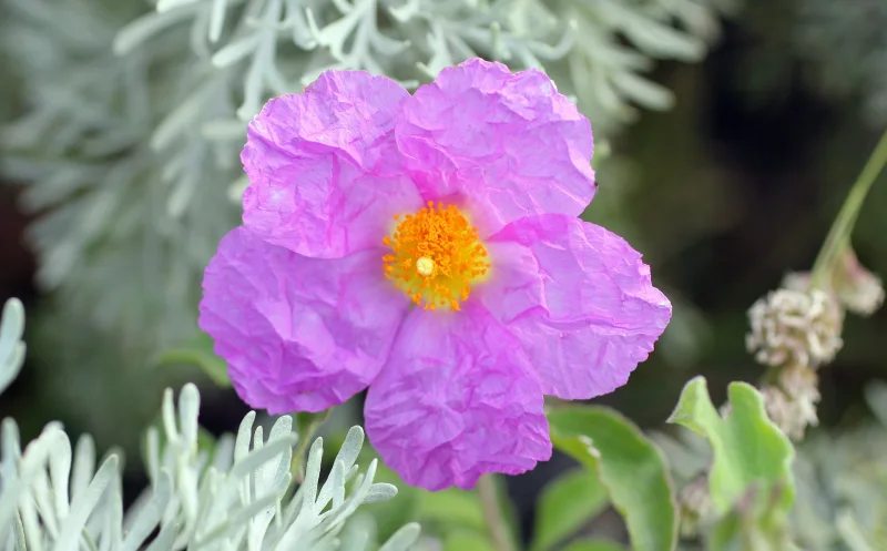 fleur petal violet petit arbuste feuillage vert clair