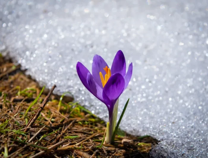 fleur qui pousse neige hiver plante violette