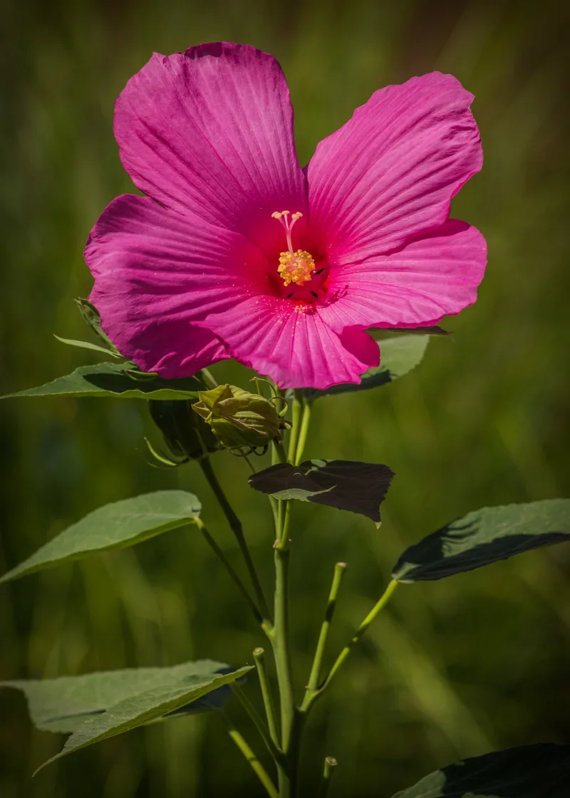 fleur rose fuchsia culture hibiscus en pot hivernage nature