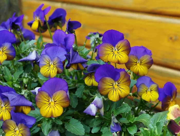 fleur violet et orange petales cloture bois jardin feuillage vert