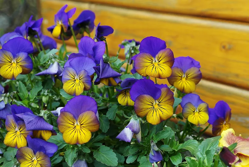 fleur violet et orange petales cloture bois jardin feuillage vert