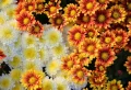 Fleurs qui fleurissent en automne : focus sur les variétés les plus charmantes