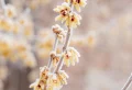 Quel arbuste à floraison hivernale parfumée il faut choisir pour embellir le jardin ? Le top 7