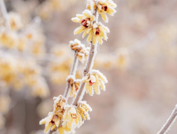 fleurs jaunes sur une branche en hiver