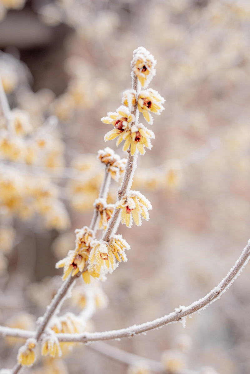 fleurs jaunes sur une branche en hiver