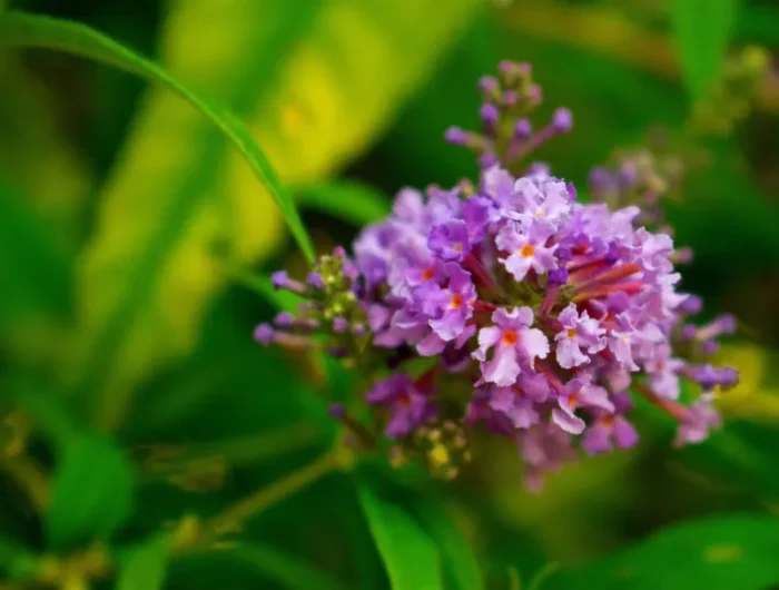 fleurs petal violet arbuste floraison amenagement paysager