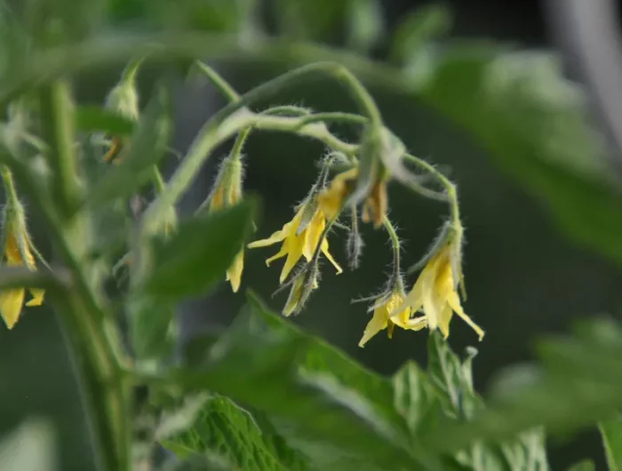 fleurs plants de tomate feuillage culture potager