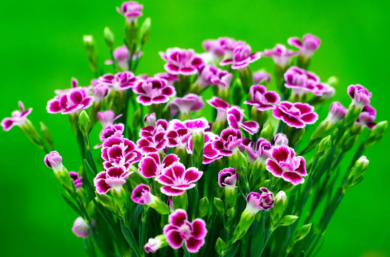fleurs violettes feuillage plante de jardin automne varietes