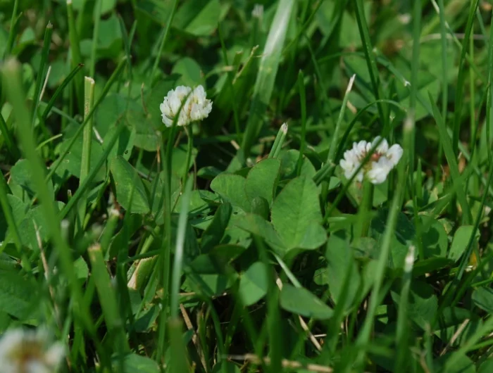 gazon entretien mauvaise herbe trefle fleurs blanches feuillage