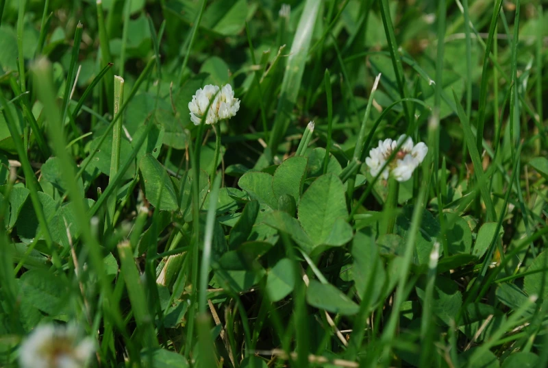gazon entretien mauvaise herbe trefle fleurs blanches feuillage