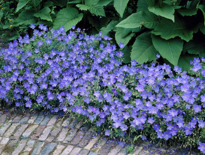geranium havana blue planter fleur vivace en automne entretien