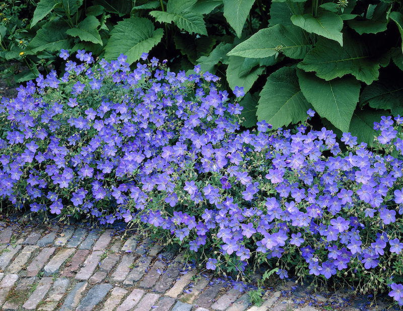 geranium havana blue planter fleur vivace en automne entretien