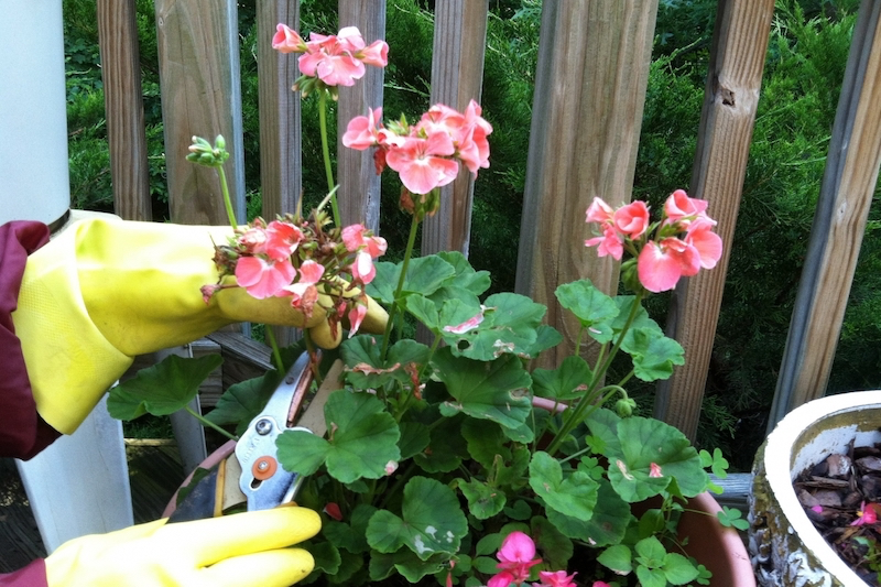 geraniums fleuris arrosage mains en gants roses elimines fleur fanee