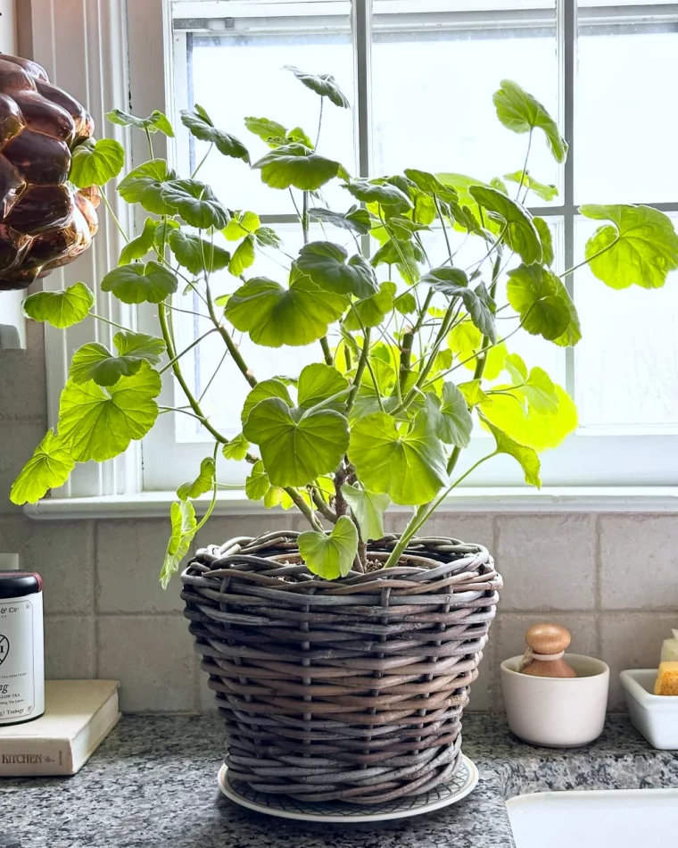 geraniums sans fleurs que faire plante en pot feuilles vertes