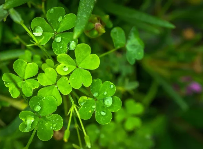 gouttes d eau plante vivace trefle herbe jardin