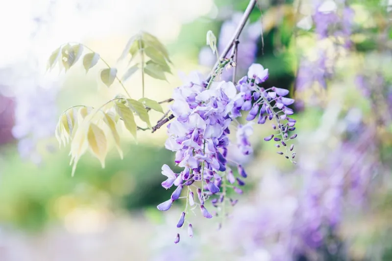 complete guide to having a beautiful wisteria plant