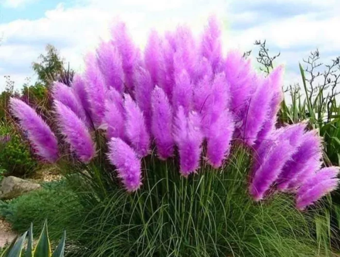 herbe de la pampa fleurie en violet