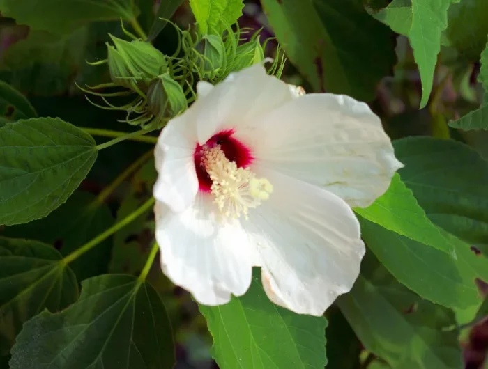 hibiscus variete fleur blanche floraison petales feuillage vert