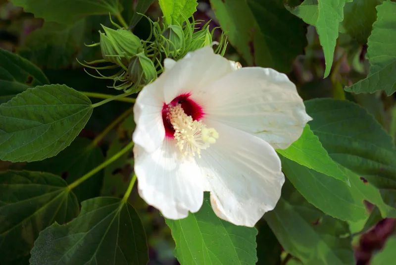 hibiscus variete fleur blanche floraison petales feuillage vert