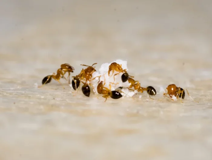 insectes jardin groupe fourmis methode pour se debarasser