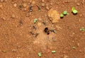 6 idées comment détruire un nid de fourmis facilement