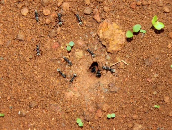 invasion fourmis dans jardin traitement methode anti insectes