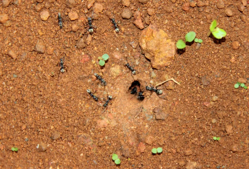 invasion fourmis dans jardin traitement methode anti insectes