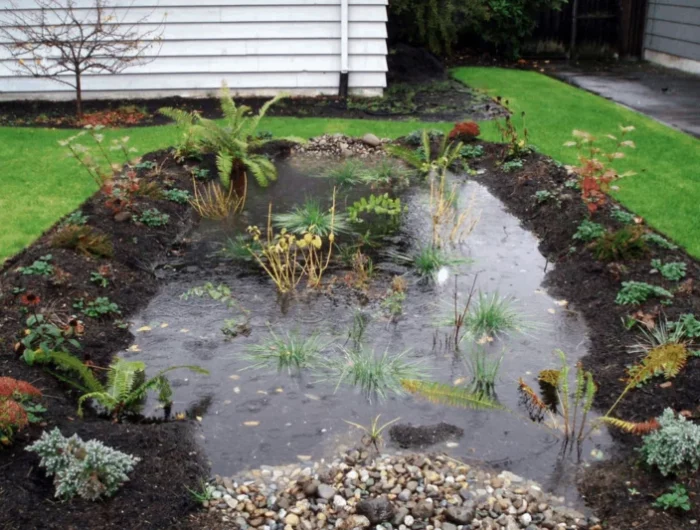 jardin eau pluie plantes cailloux maison