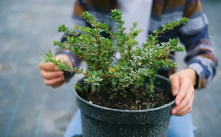 jardinage culture arbuste en pot plantes terrasse persistantes