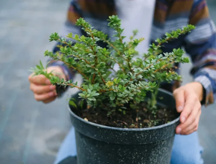 jardinage culture arbuste en pot plantes terrasse persistantes