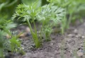 Comment peut-on semer des carottes d’hiver en septembre ?