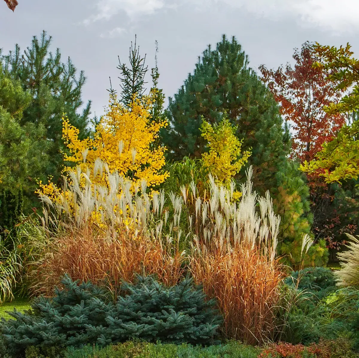 joli massif colore en automne quels arbustes choisir