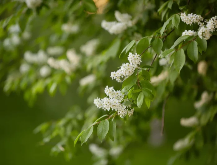 laurier du portugal fleurs blanches arbres