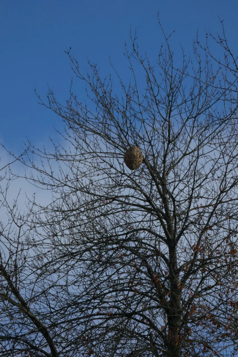 le nid de frelons asiatiques est perche tout en haut d un arbre photo er 1636291933