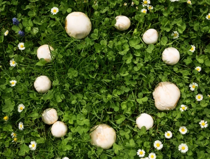 le rond des sorcieres maladies champignon pelouse