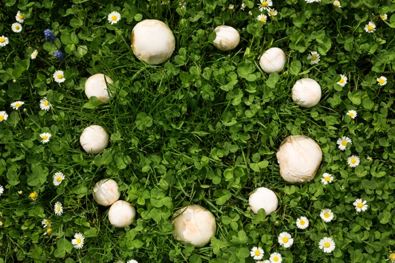 le rond des sorcieres maladies champignon pelouse