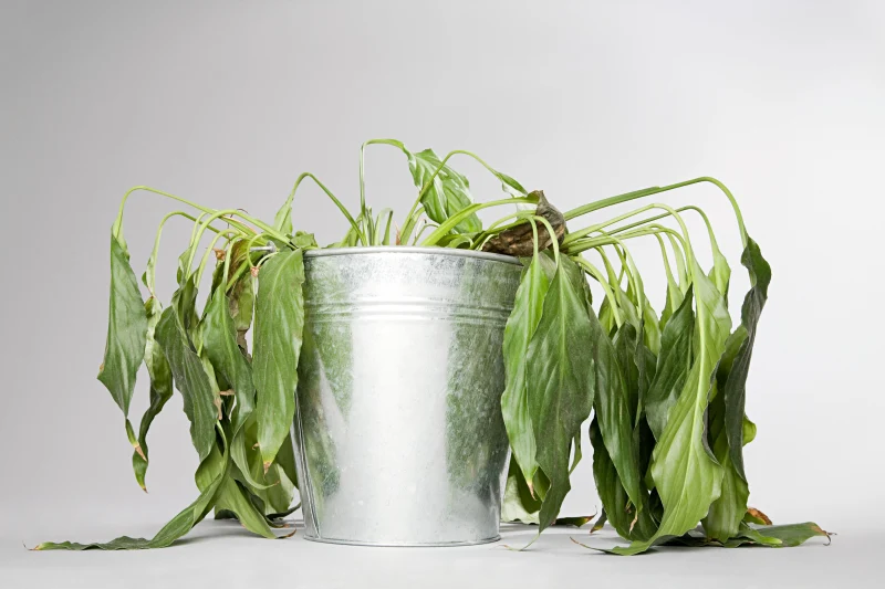 les plantes qui ne poussent pas plante verte pot metal
