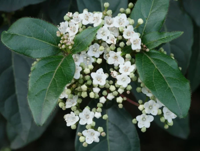 les secrets pour reussir la plantation au pied d'un arbre le laurier tin fleurs blanche feuillage vert