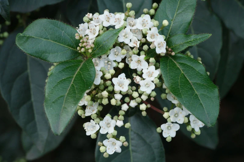 les secrets pour reussir la plantation au pied d'un arbre le laurier tin fleurs blanche feuillage vert