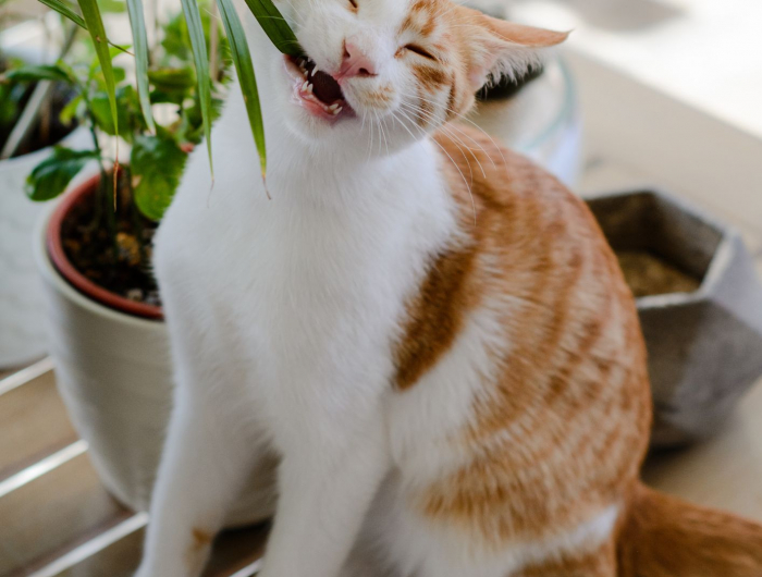 liste des plantes toxiques pour chats à ne pas manger et avoir contact avec