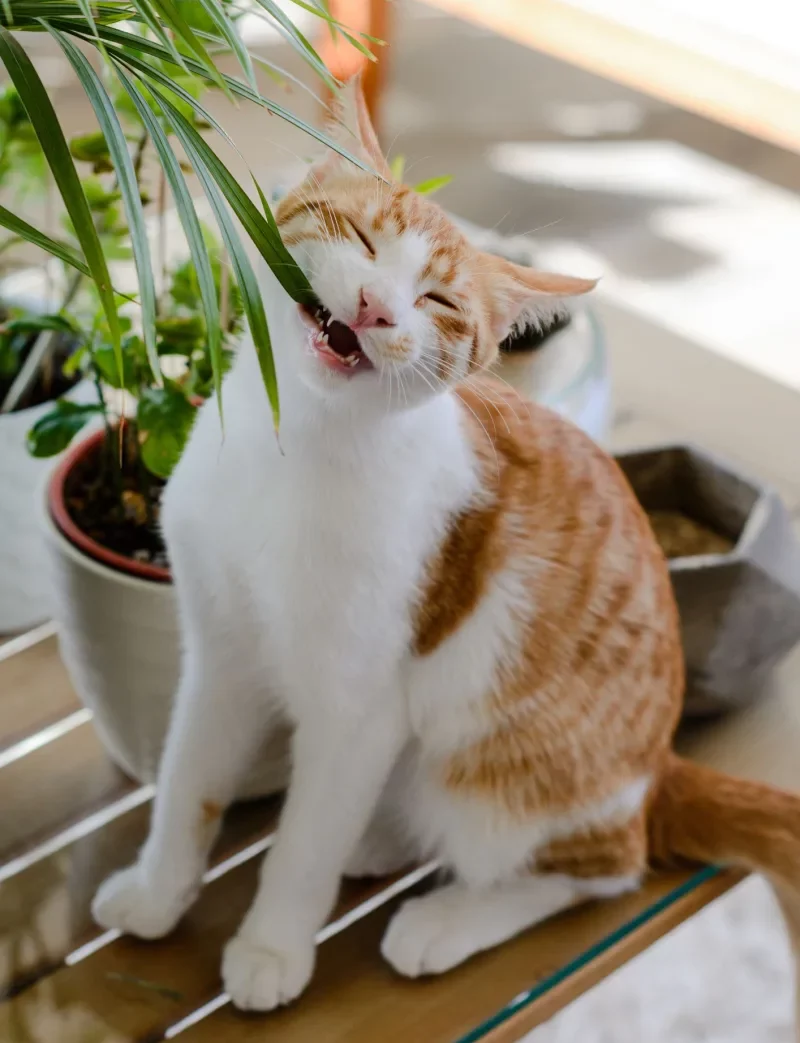 liste des plantes toxiques pour chats à ne pas manger et avoir contact avec