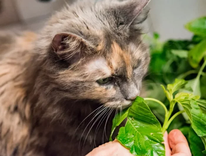 liste des plantes toxiques pour les chats idée quelle plannte interieur chat