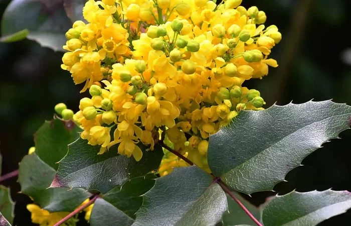 mahonia fleurs jaunes grandes feuilles vertes foncees