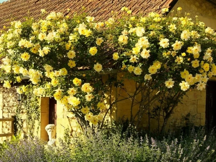 maison jaune roses jaunes toit buisson