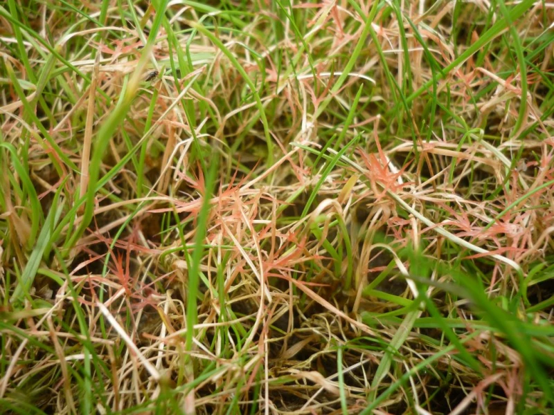 maladie sur la pelouse tache