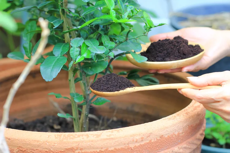 marc de cafe pour stimuler la croissance des plantes d exterieur